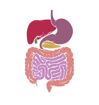 Fisiología