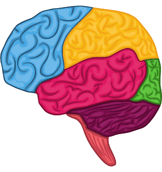 NeuroAnatomía