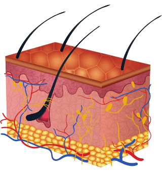 Dermatología